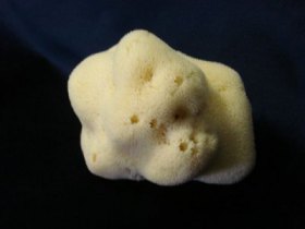 Mořské houby, foto 3