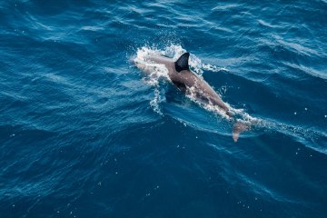 Výlet za delfíny a ostrov Vrgáda, Chorvatsko, Severní Dalmácie