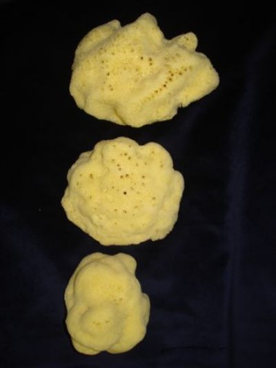 Mořské houby
