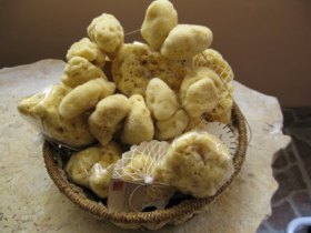 Mořské houby, foto 8