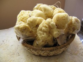 Mořské houby, foto 11