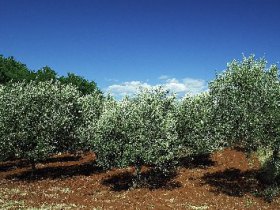 Olivový olej, foto 2
