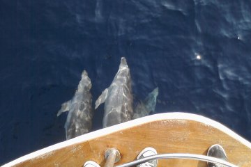 Výlet za delfíny a ostrov Vrgáda, foto 16