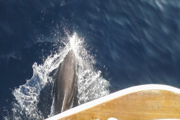 Výlet za delfíny a ostrov Vrgáda, foto 15